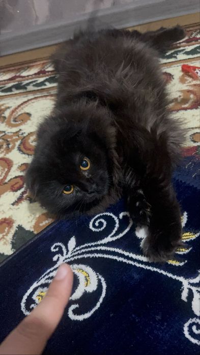 Продаю кота породи хайлендсфолд