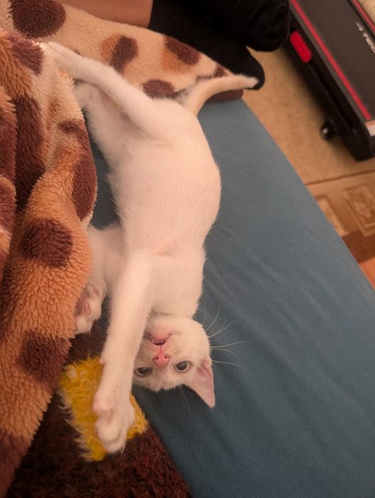 Pisoi pentru adopție