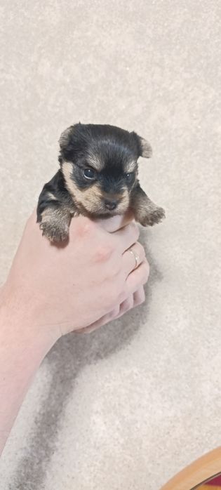 Йоркширский терьер