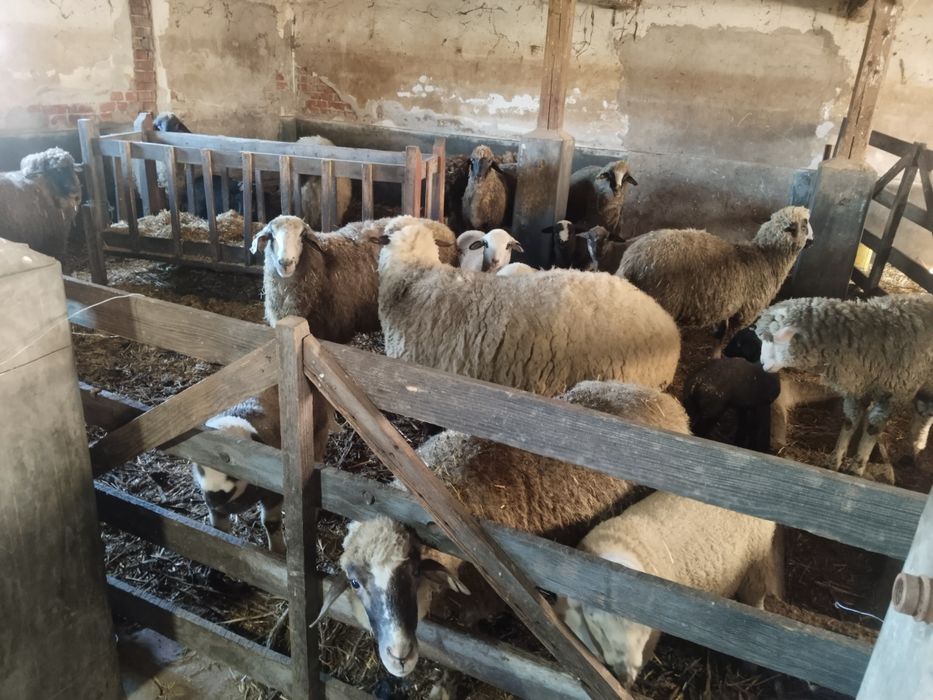 Oi cu miei de vânzare – 10 oi, 10 miei + 2 berbeci