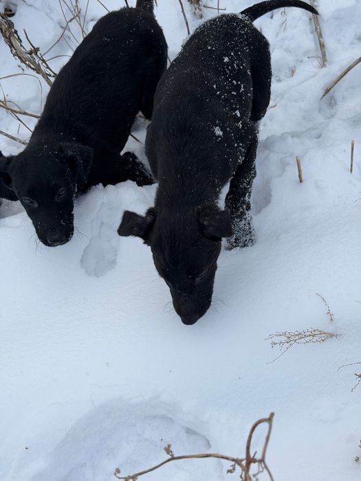 Отдам в добрые руки щенят