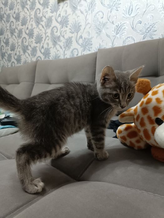 Котенок даром Астана