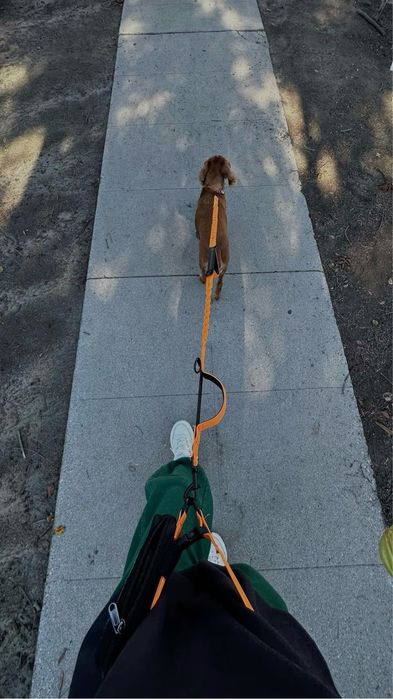 Прогул собак в Кокшетау