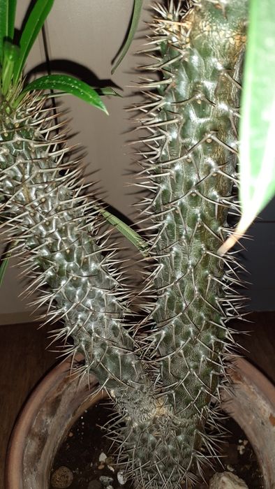 Пахиподиумы Суккуленты Цветы