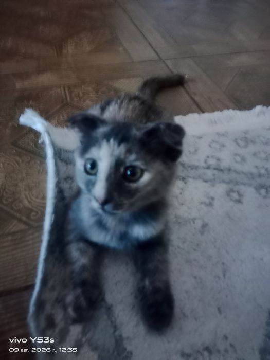 Продаю вислоухую котенка