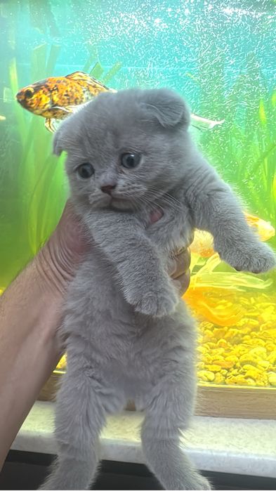 Британские котята