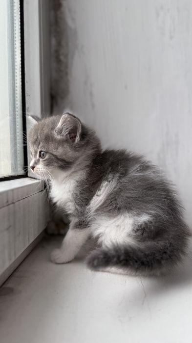 Отдам котят в хорошие руки