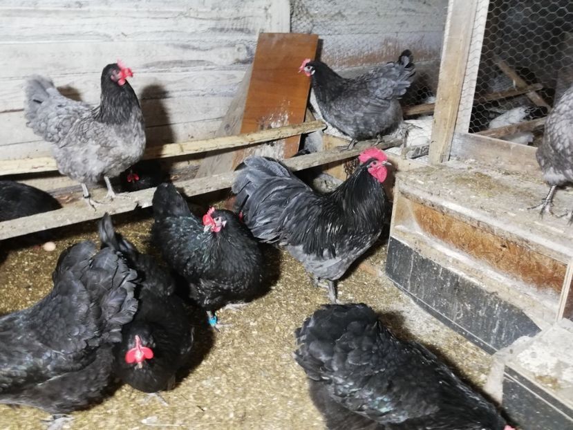 Ouă pentru incubat Australorp, New Hamshire, Brahma, Combatant