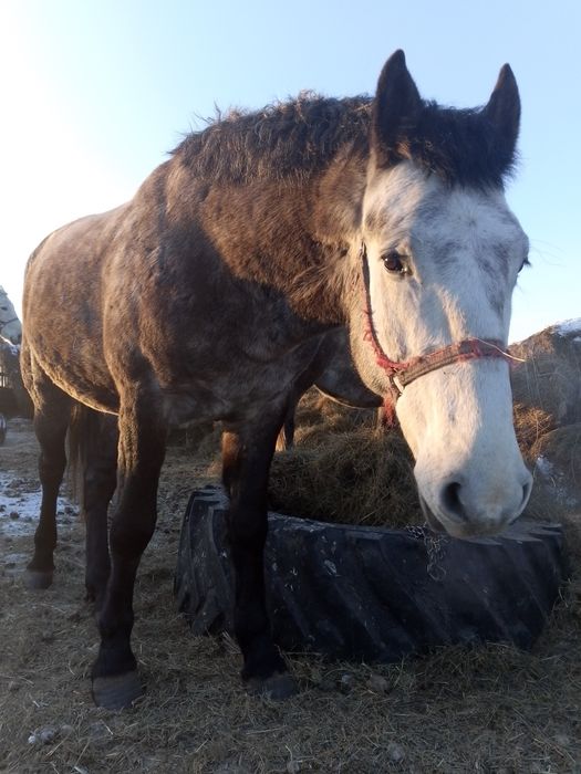 Продам жеребца на племя