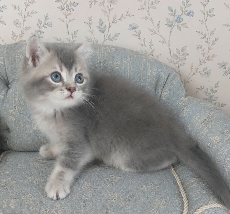 Шотландские котята шиншилла голубое золото
