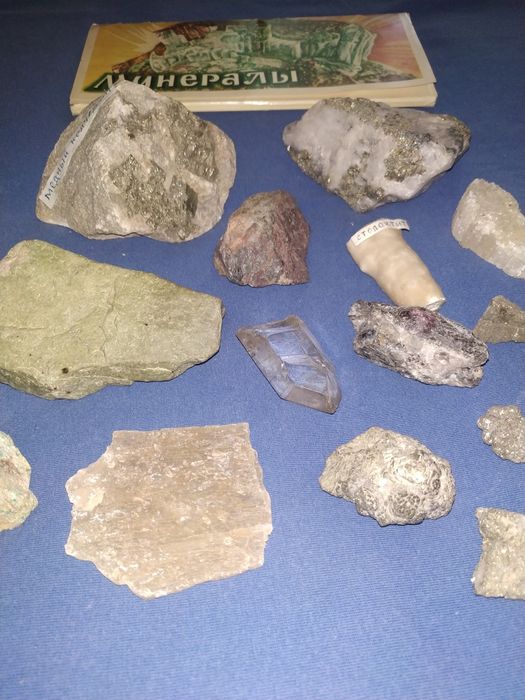 Окаменелости растений, моллюсков. Минералы.