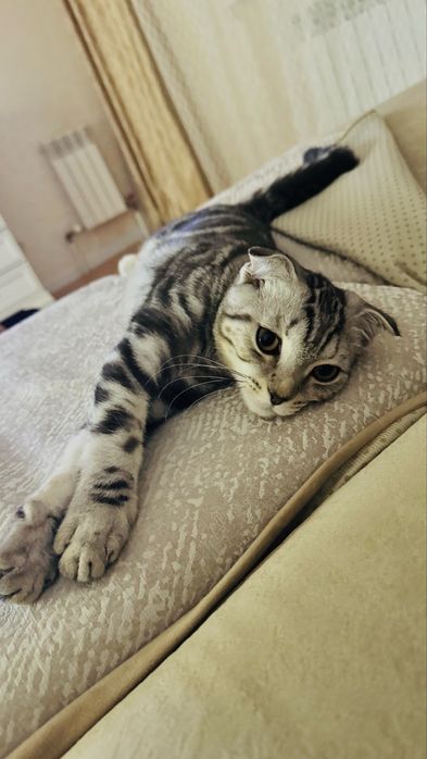 Вислоухий котенок, 9 месяцев