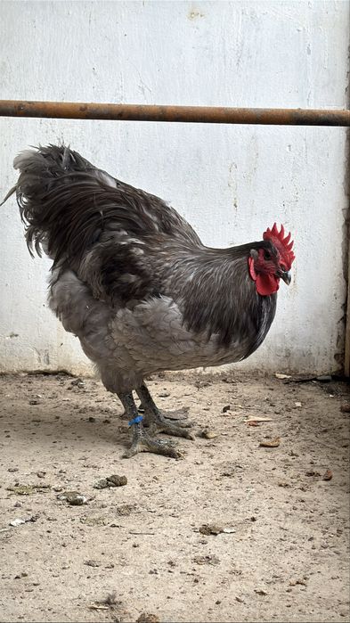 Джерсийский гигант  Гигант