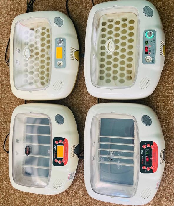 Inkubator va Bludur Original