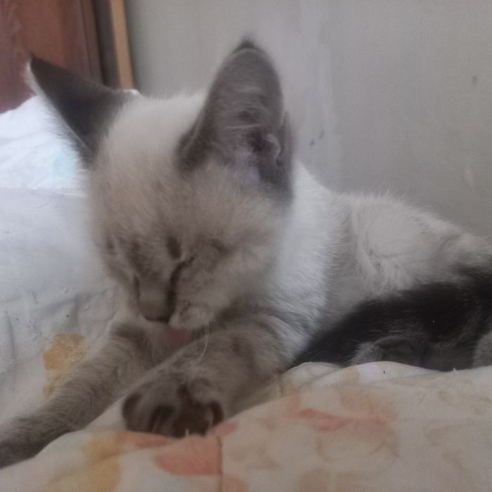 Отдам котенка девочку