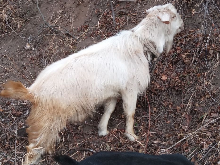 Продаётся козлята и козёл