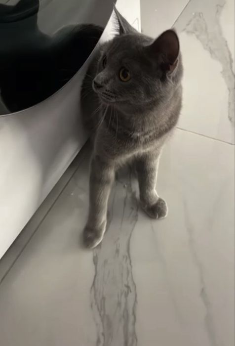Vând pisică British Short Hair 3 ani