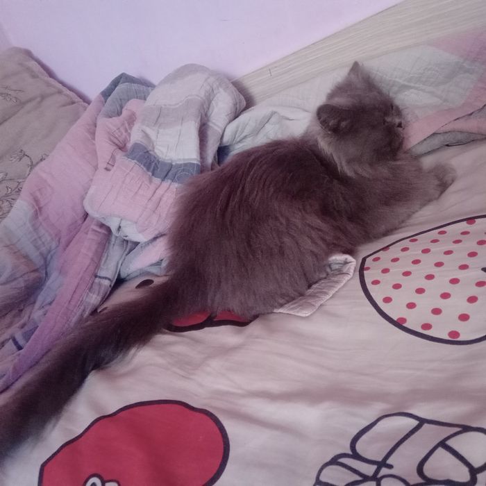 Скотиш страйт . Шиншила.