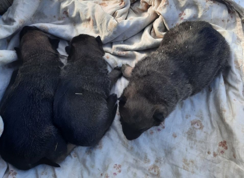 Продам щенков Волкособа!