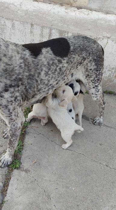 Щенки куртцхаар 5000 тенге