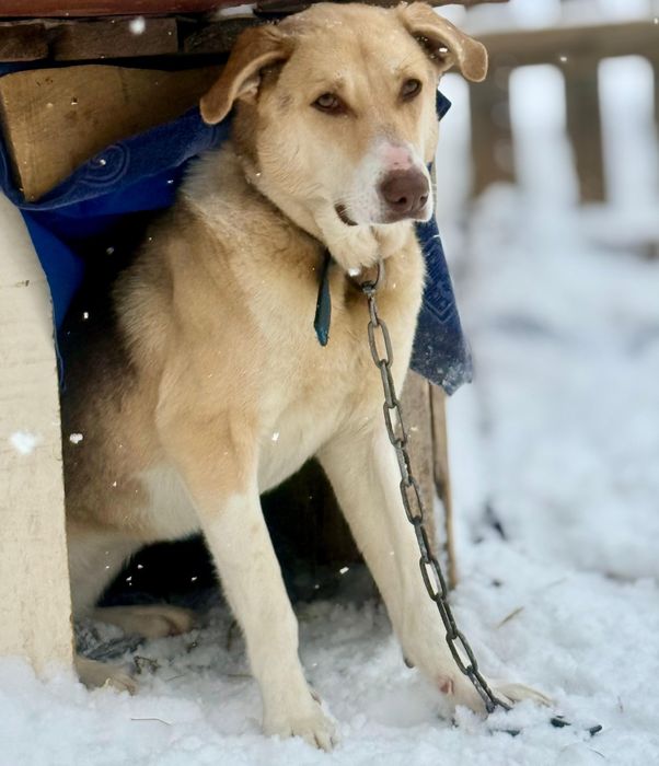 Отдам собаку 1 год в добрые руки