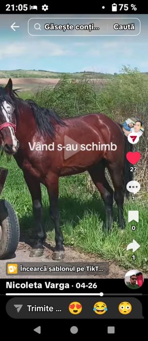 De vânzare 2 armăsari