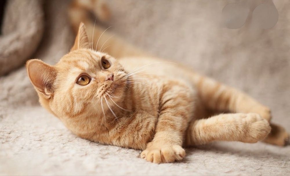 Британские короткошерстные котята
