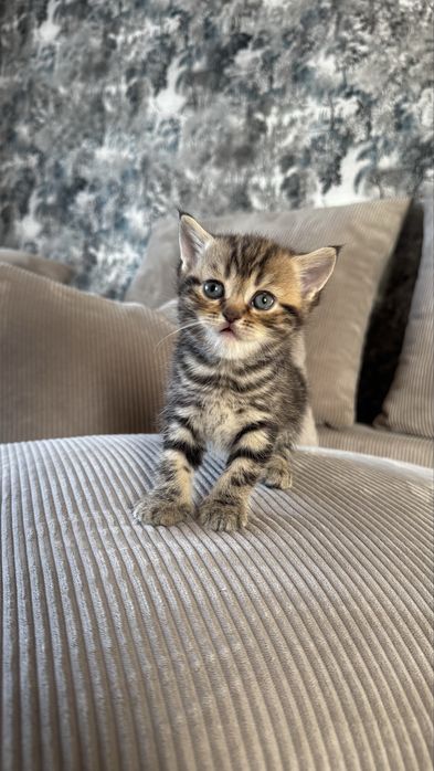 Котята британцы