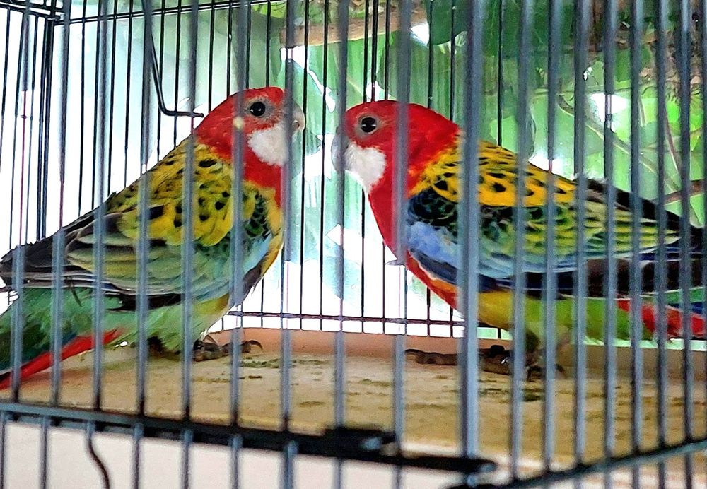 Rossela pereche 2025