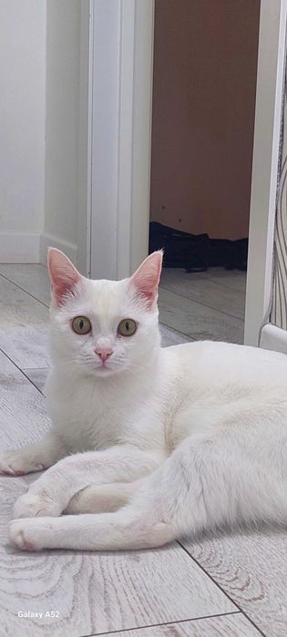 Отдам только в хорошие руки