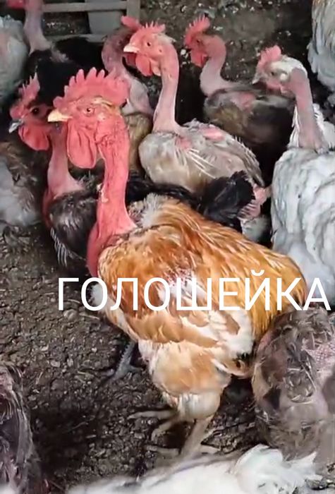 Продам Цыплят. Цены разные..