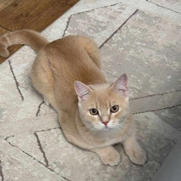 Кошка домашний  британский