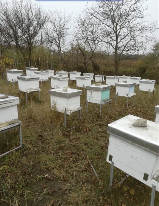 Vand cutii stup dadant 10