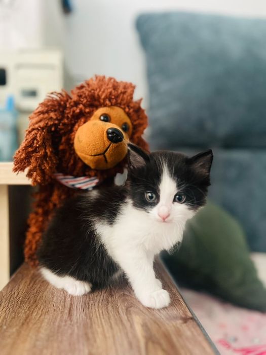 Котяты отдам даром. 2 месяца