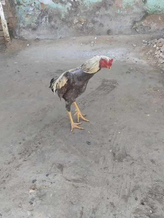 Dakan xo'roz sotiladi