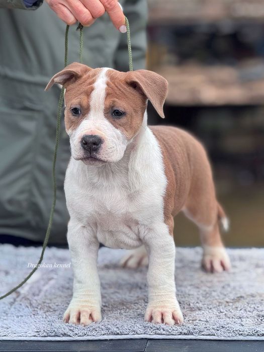 Pui amstaff rasa pură cu pedigree