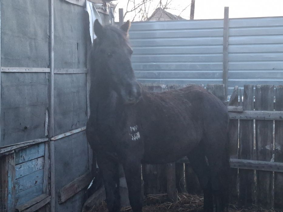 Черный Жеребец 2 года