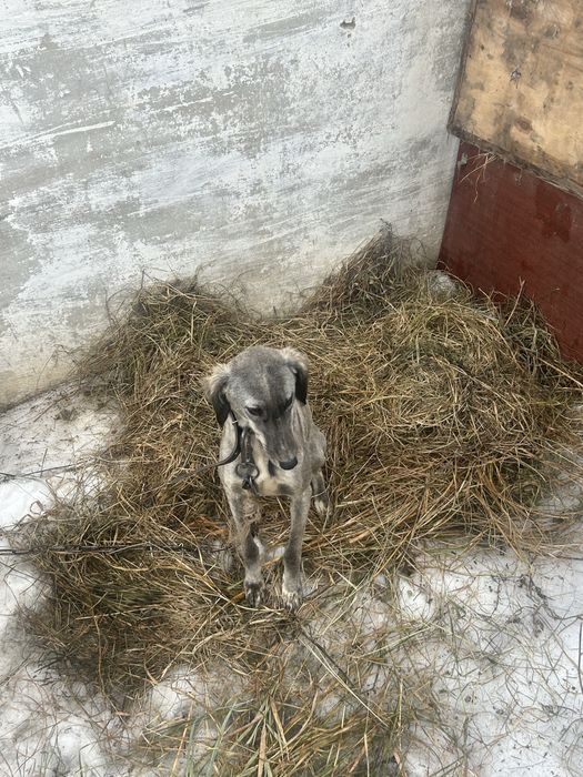 Тазы чистокровная