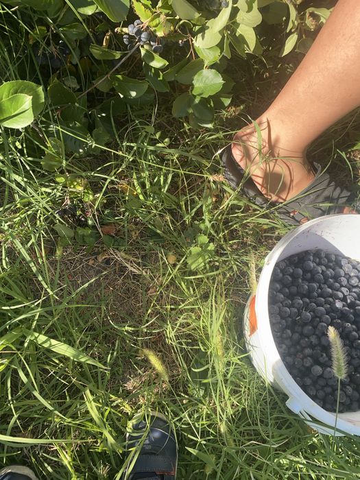 Aronia fruct sau suc