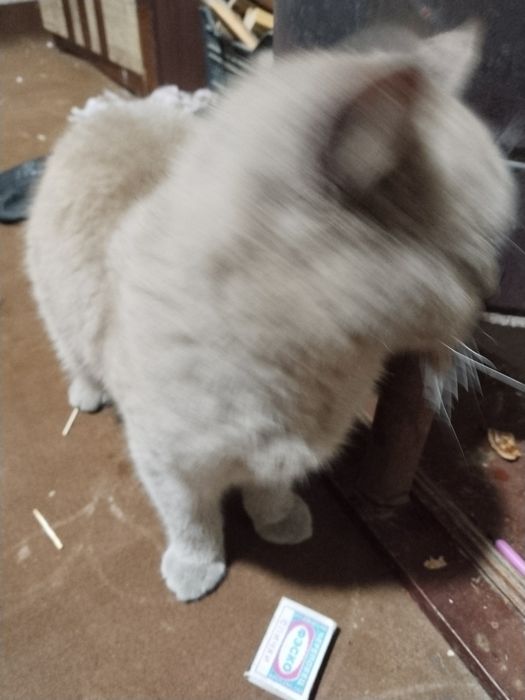 Mushuk sotiladi tezkorlik bilan zoti beritish mix