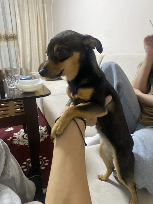 Той терьера парода