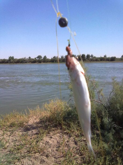 Продам дачный участок.