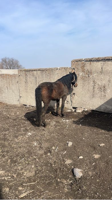 Айғыр сатылады 7 де