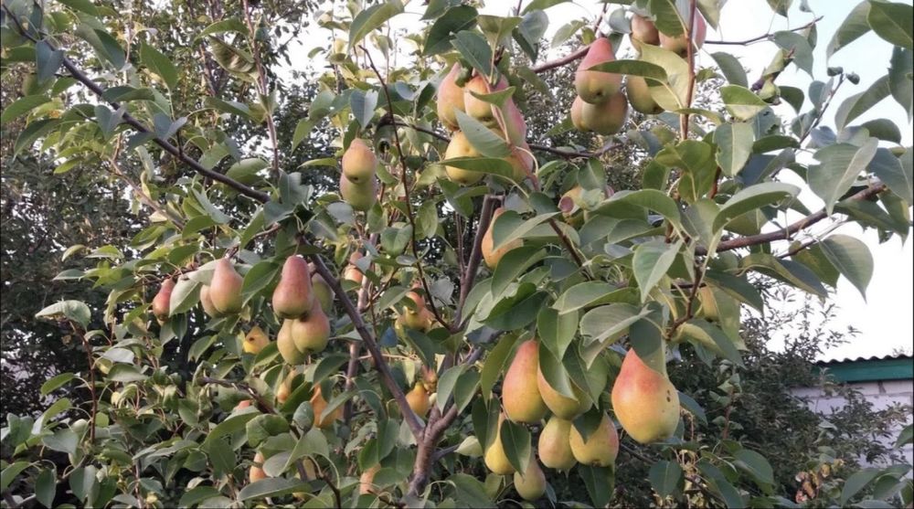 Саженцы яблони, груши, тополь