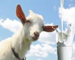 Ешкінің сүті! Козье молоко