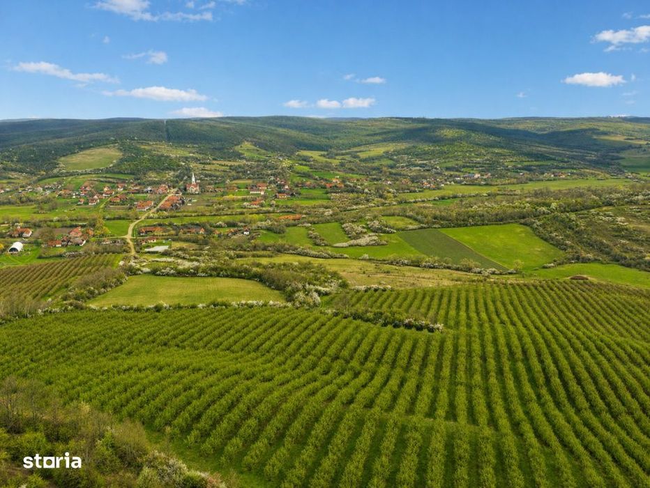 Teren 20 ha vestul Romaniei – ideal plantatie aluni / livada
