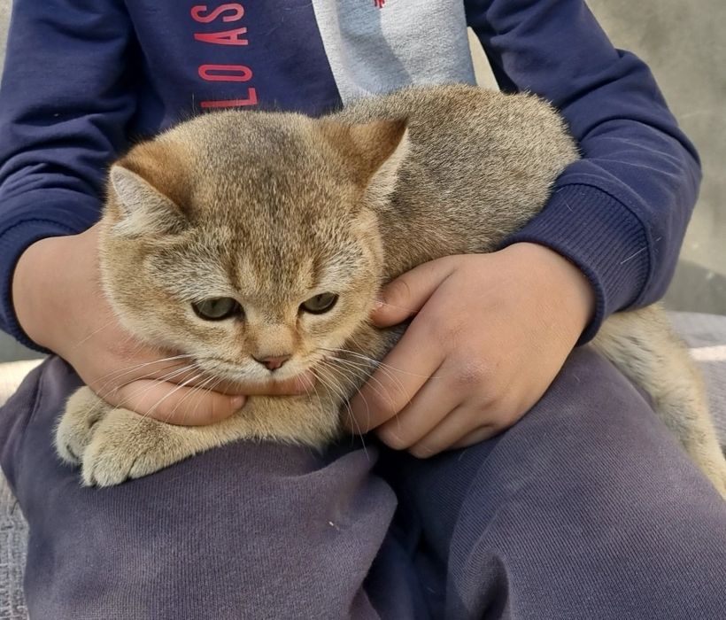 Britaniskiy zolotaya shinshila