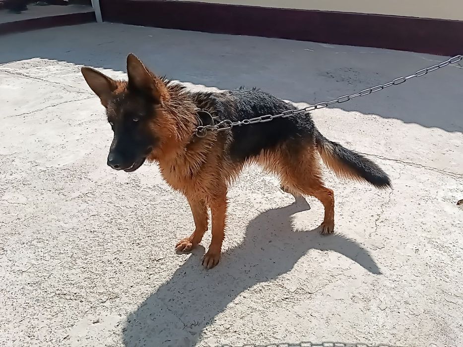 Немецкий овчарки