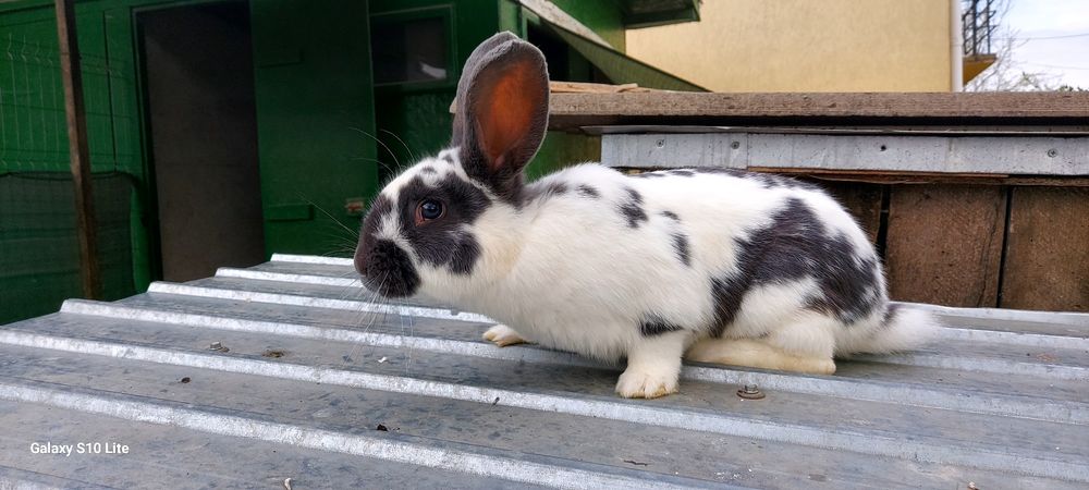 Disponibili  maturi