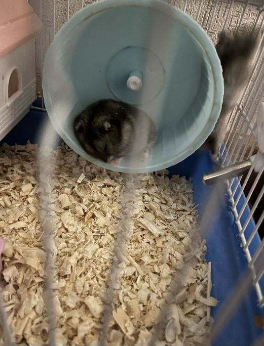 Джунгарский хомячок